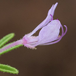 Cleome rubella